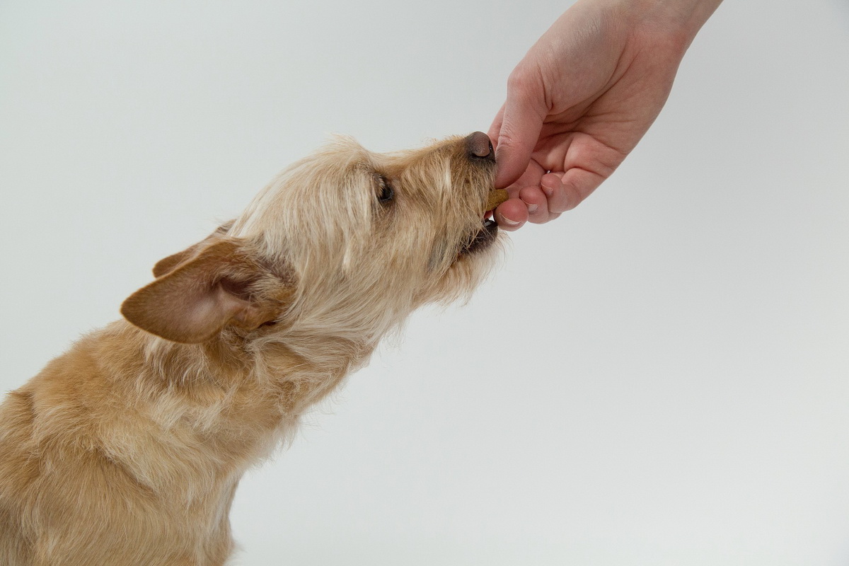 Pas jede granule iz ruke svog vlasnika