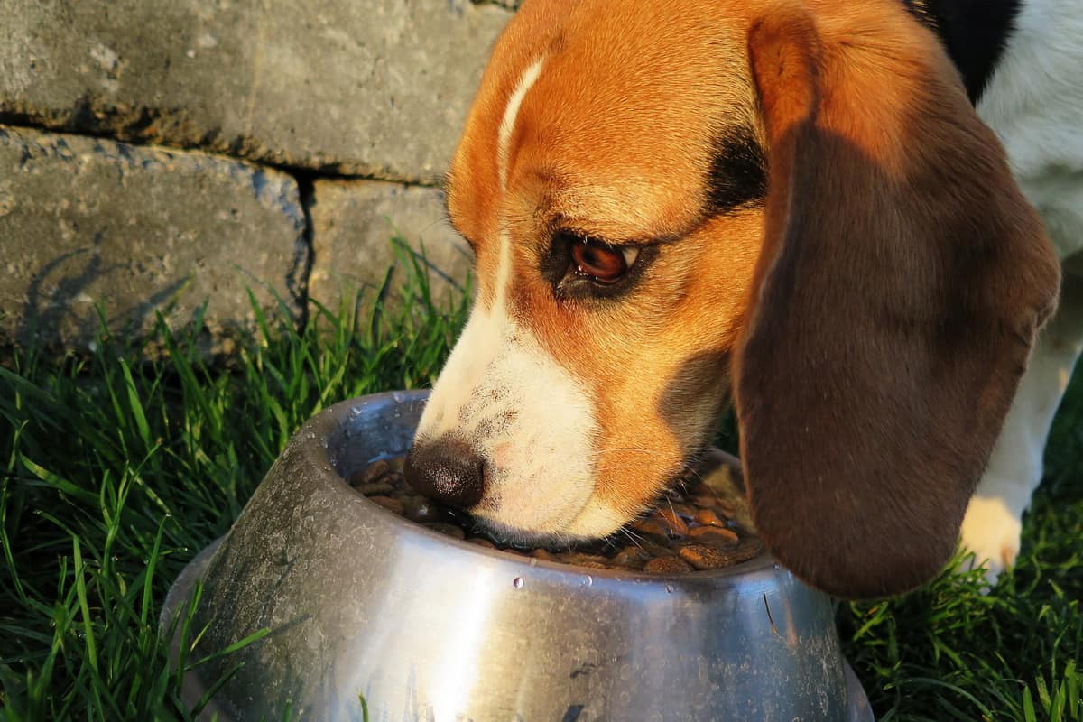 Pas jede hranu za pse iz sive činije