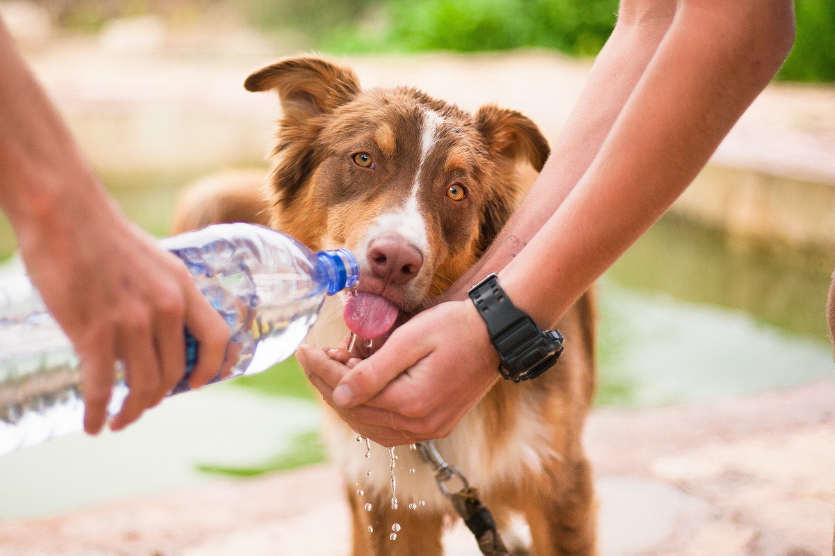 Žedan pas pije vodu