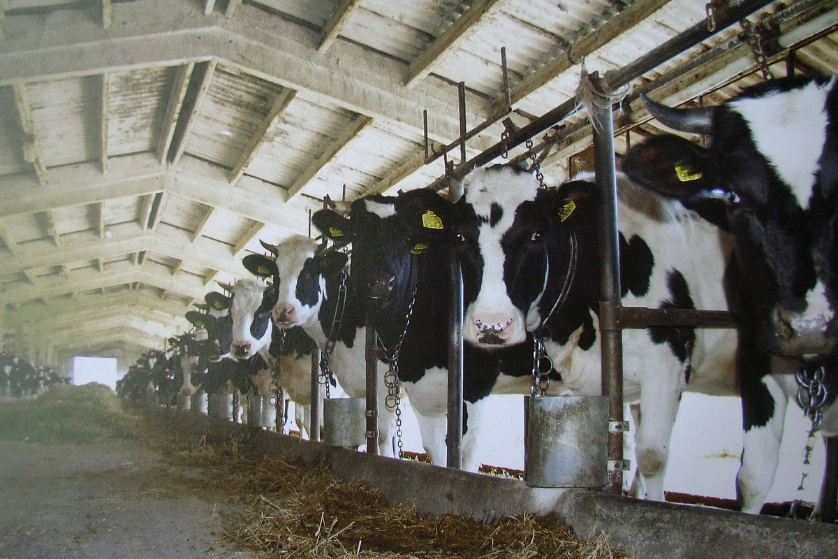 Intenzivni sistem gajenja životinja na farmi.