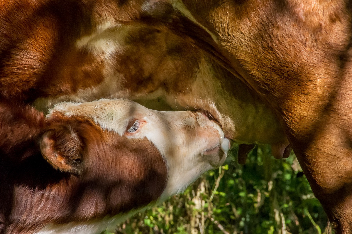 Šarena krava hrani tele