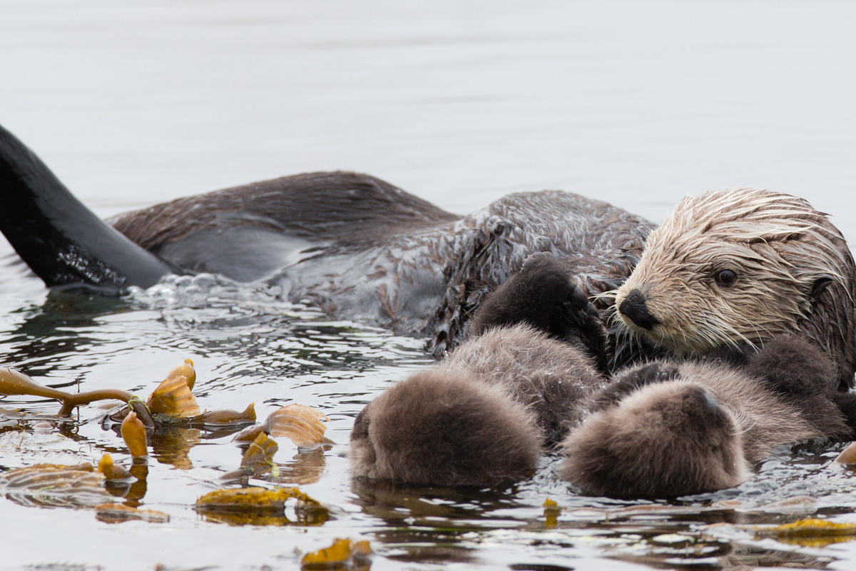 What makes sea otters special? - ORCA Povezanost