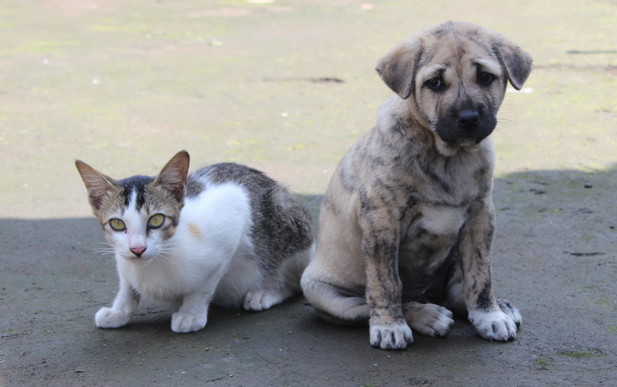 Napušteni pas i mačka sede na ulici i tužno gledaju.