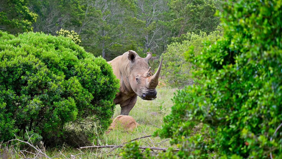 Носорог в тропическом лесу. Носорог. Естественные враги носорога в природе. Носорог красивое фото. Носорог на горе.