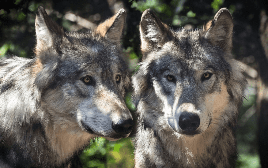 Zasto su vukovi vazni za prirodu