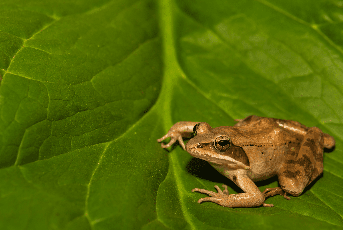 Drvene žabe stvaraju antifriz tokom zime