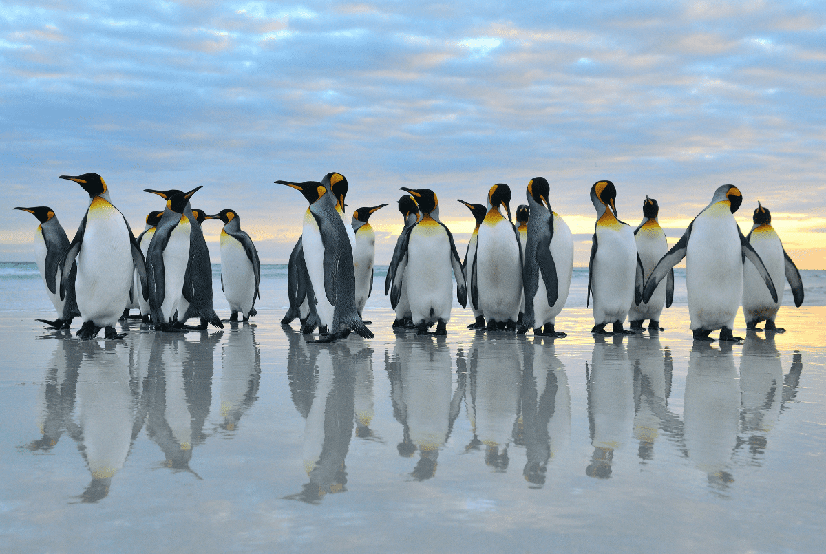 Pingvini se naginju unazad tokom zime