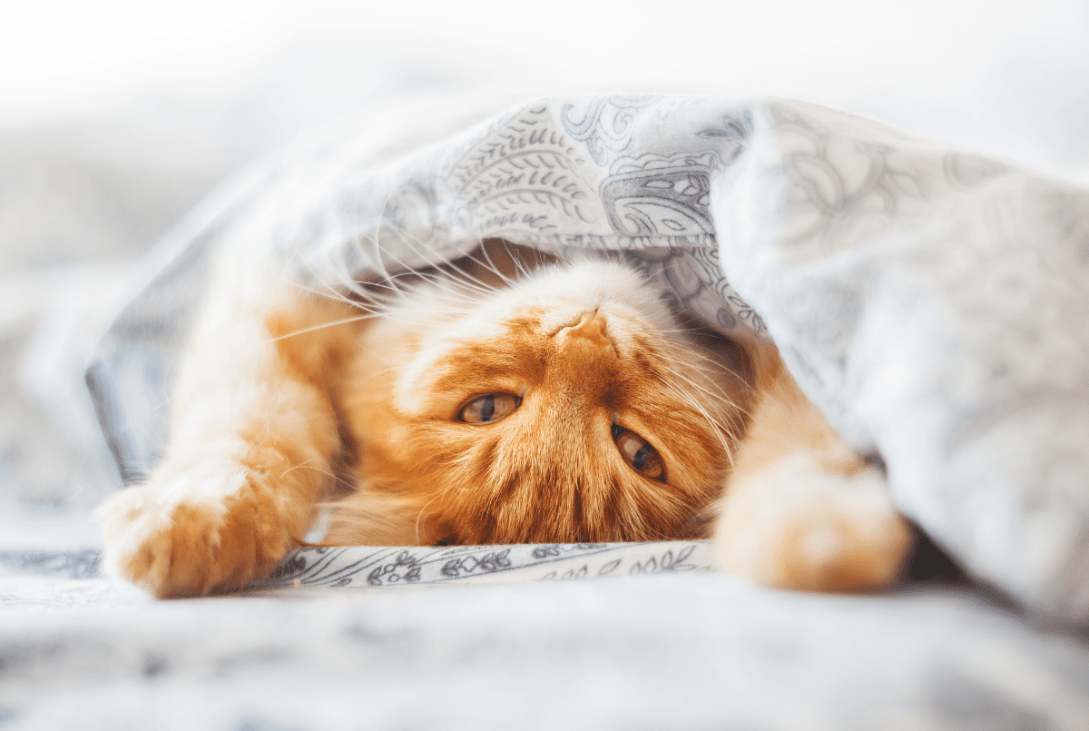 Mačke koriste šarm da se utople u domovima ljudi tokom zime