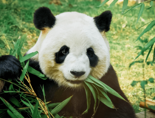 Džinovske pande više nisu ugrožene, ali im i dalje treba pomoć!