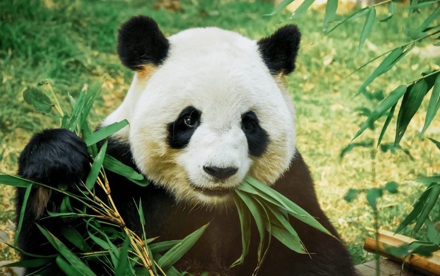Dzinovske pande zavise od bambusa