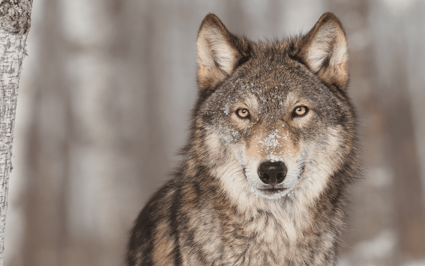 Neverovatne cinjenice o vukovima